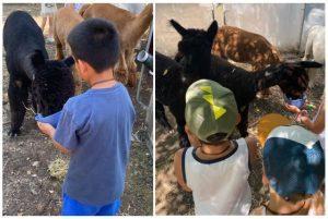 סיור בחוות האלפקות בטורינו כולל טיול עם אלפקות מונוויזו credit to getyourguide.com